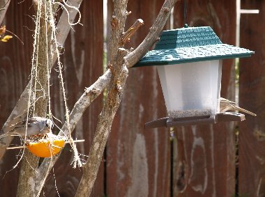 Birdfeeder-2
