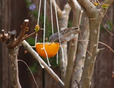 Birdfeeder-3